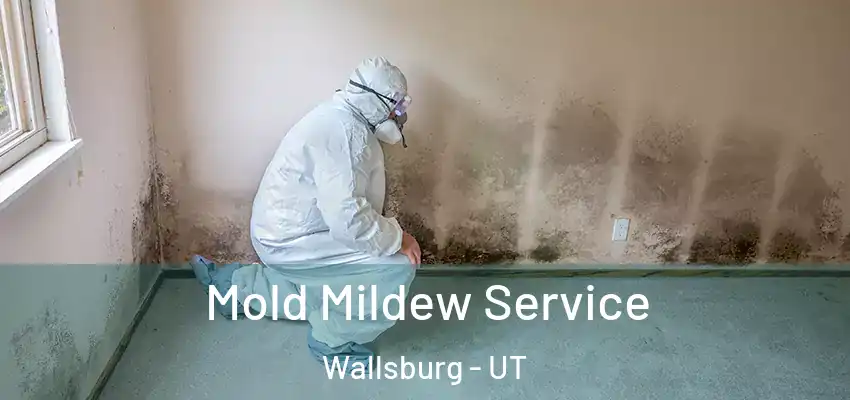  Mold Mildew Service Wallsburg - UT
