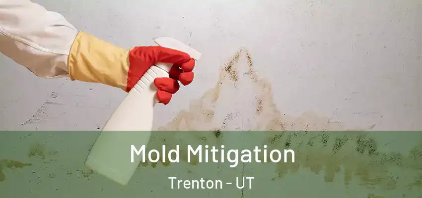  Mold Mitigation Trenton - UT