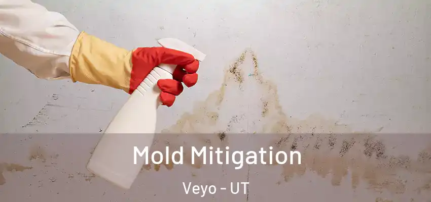  Mold Mitigation Veyo - UT