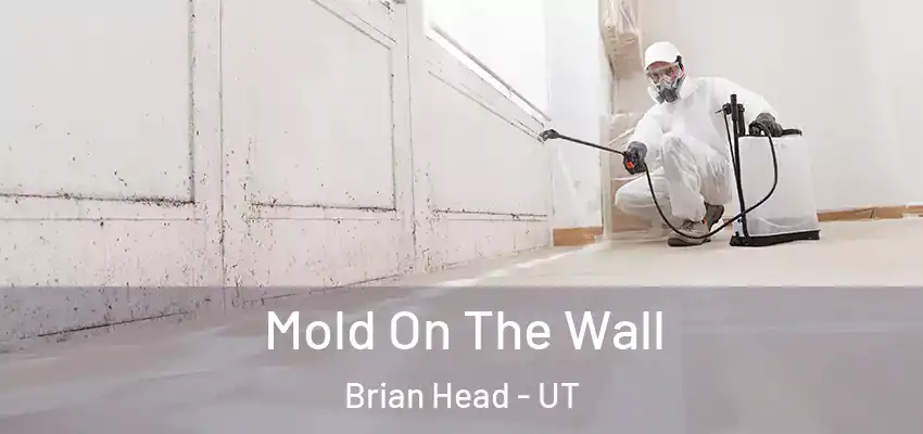  Mold On The Wall Brian Head - UT