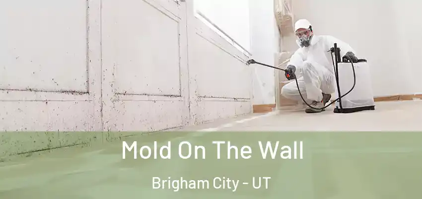  Mold On The Wall Brigham City - UT
