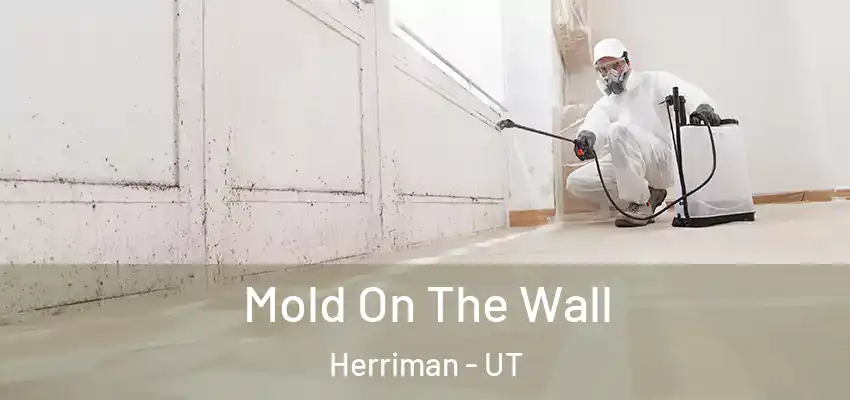Mold On The Wall Herriman - UT