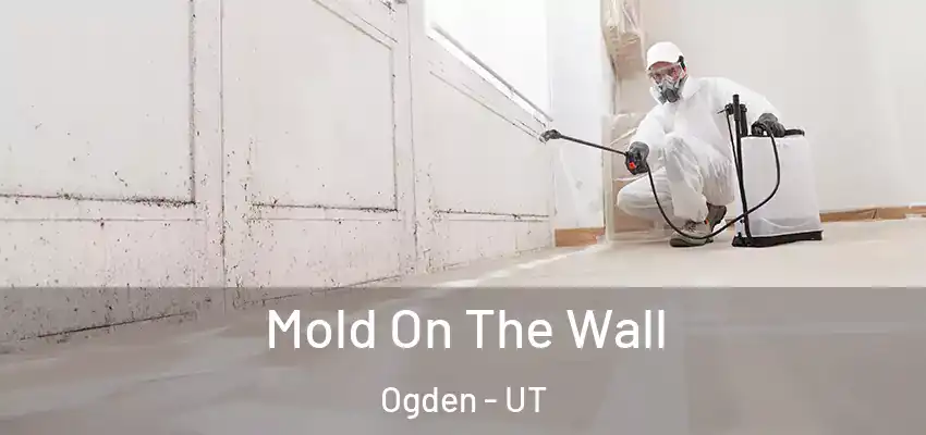  Mold On The Wall Ogden - UT
