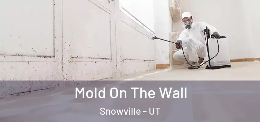  Mold On The Wall Snowville - UT