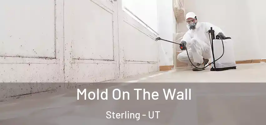  Mold On The Wall Sterling - UT
