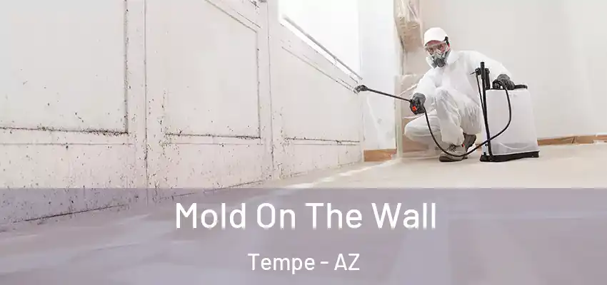  Mold On The Wall Tempe - AZ