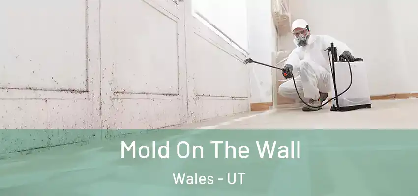  Mold On The Wall Wales - UT