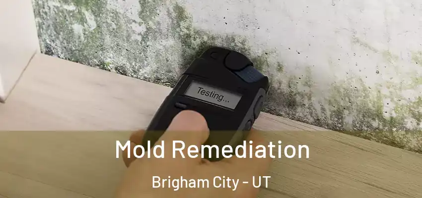  Mold Remediation Brigham City - UT