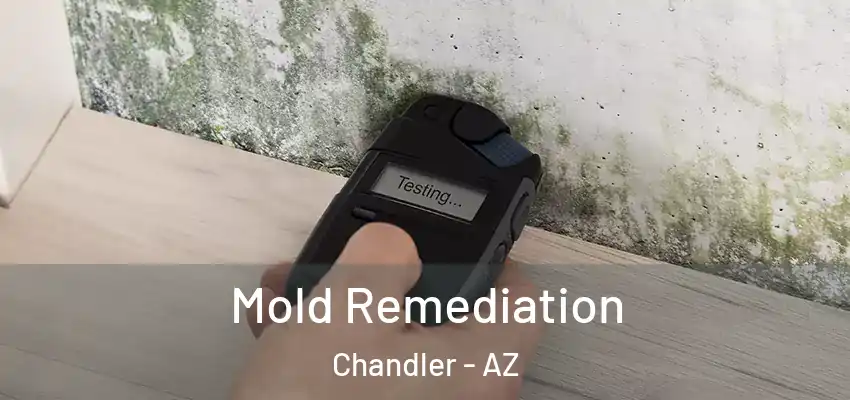  Mold Remediation Chandler - AZ