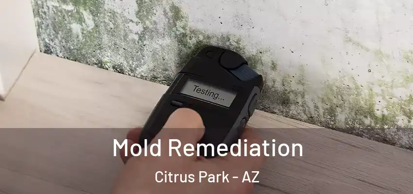 Mold Remediation Citrus Park - AZ