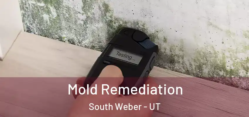 Mold Remediation South Weber - UT