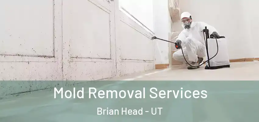  Mold Removal Services Brian Head - UT