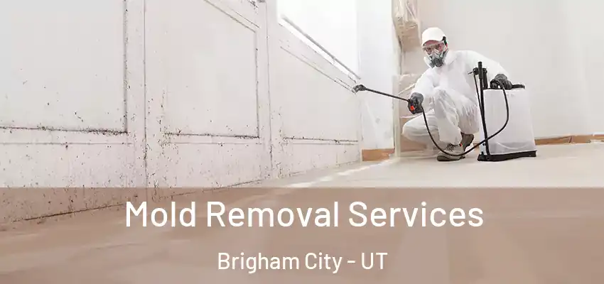 Mold Removal Services Brigham City - UT