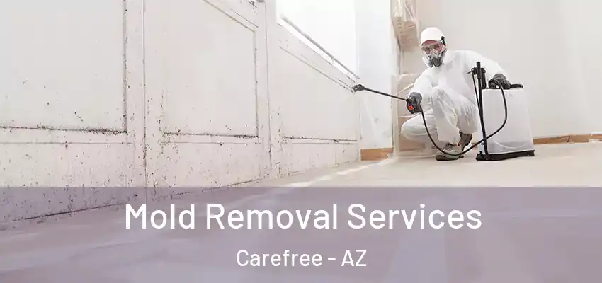  Mold Removal Services Carefree - AZ