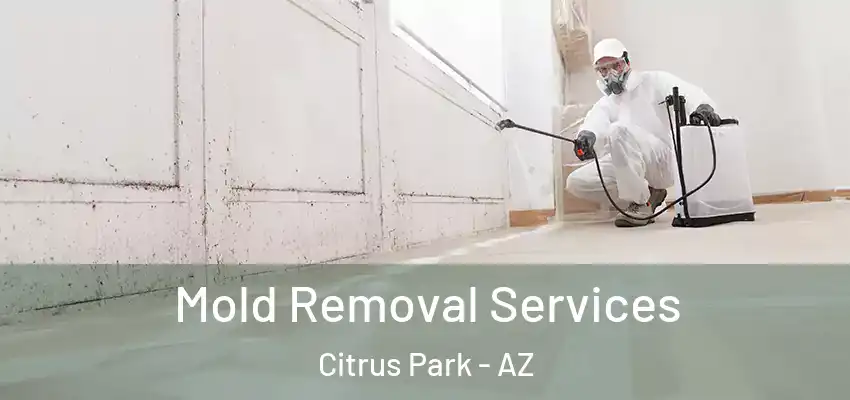  Mold Removal Services Citrus Park - AZ