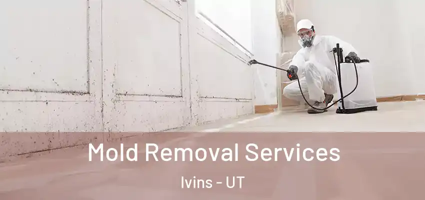  Mold Removal Services Ivins - UT