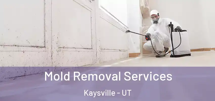  Mold Removal Services Kaysville - UT