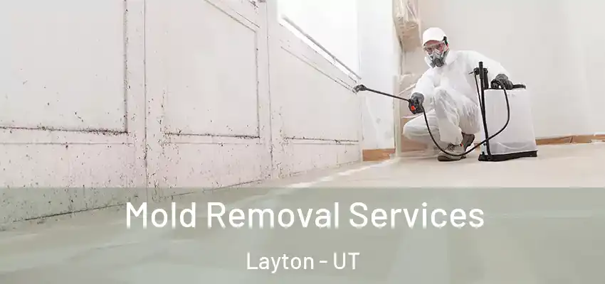  Mold Removal Services Layton - UT