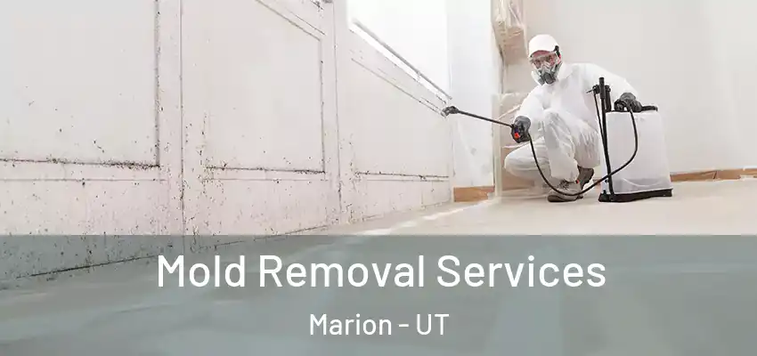 Mold Removal Services Marion - UT