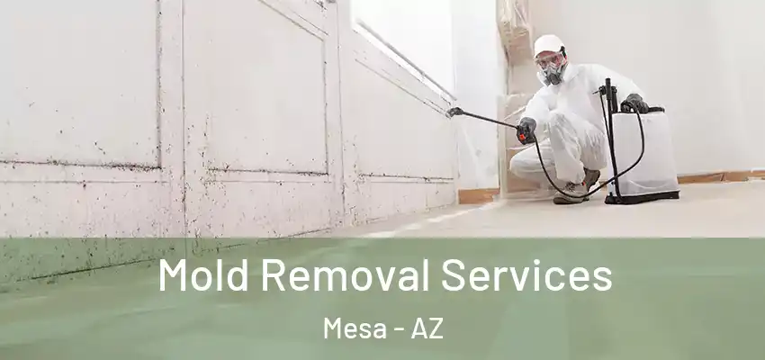 Mold Removal Services Mesa - AZ