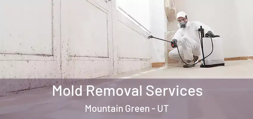  Mold Removal Services Mountain Green - UT