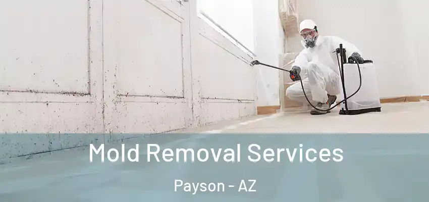 Mold Removal Services Payson - AZ