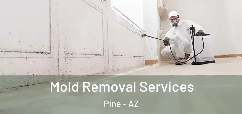 Mold Removal Services Pine - AZ