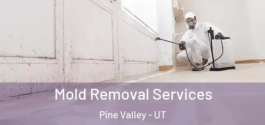 Mold Removal Services Pine Valley - UT