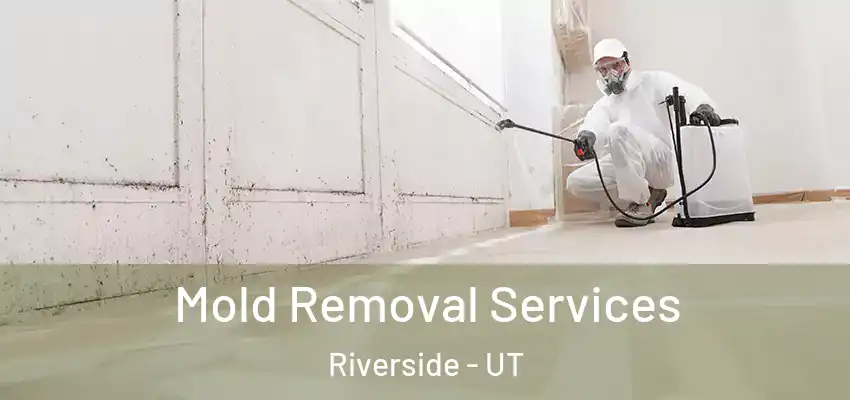  Mold Removal Services Riverside - UT