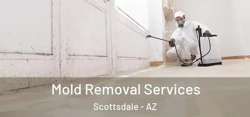 Mold Removal Services Scottsdale - AZ