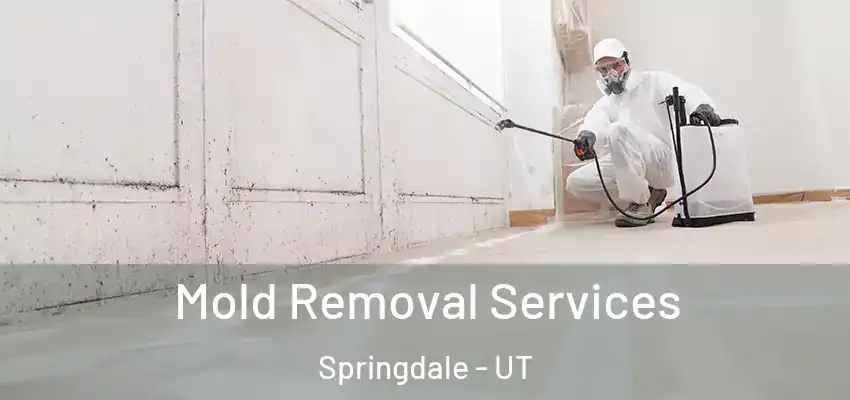 Mold Removal Services Springdale - UT