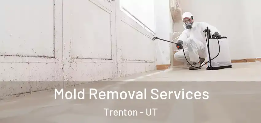  Mold Removal Services Trenton - UT