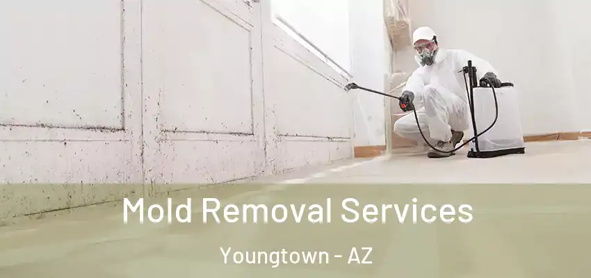  Mold Removal Services Youngtown - AZ